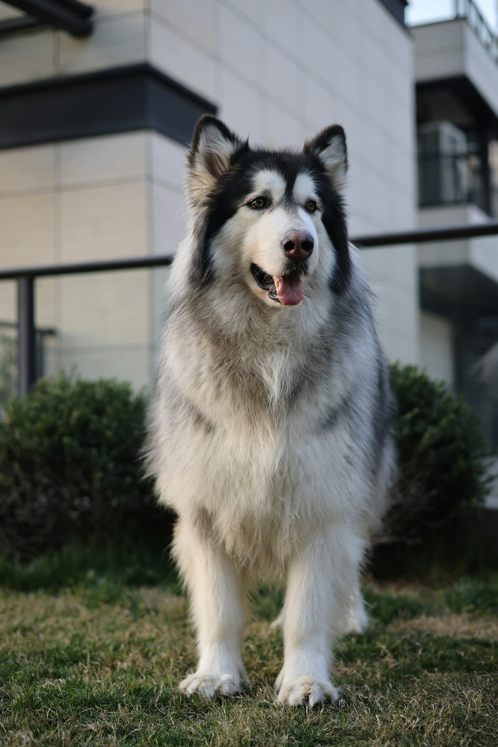 A happy large-breed dog enjoying its later years